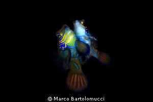 Mandarin wedding- Mandarin Fish- Mabul-Malaysia-Borneo-
... by Marco Bartolomucci 